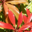 Pieris japonica 'Mountain Fire'.png